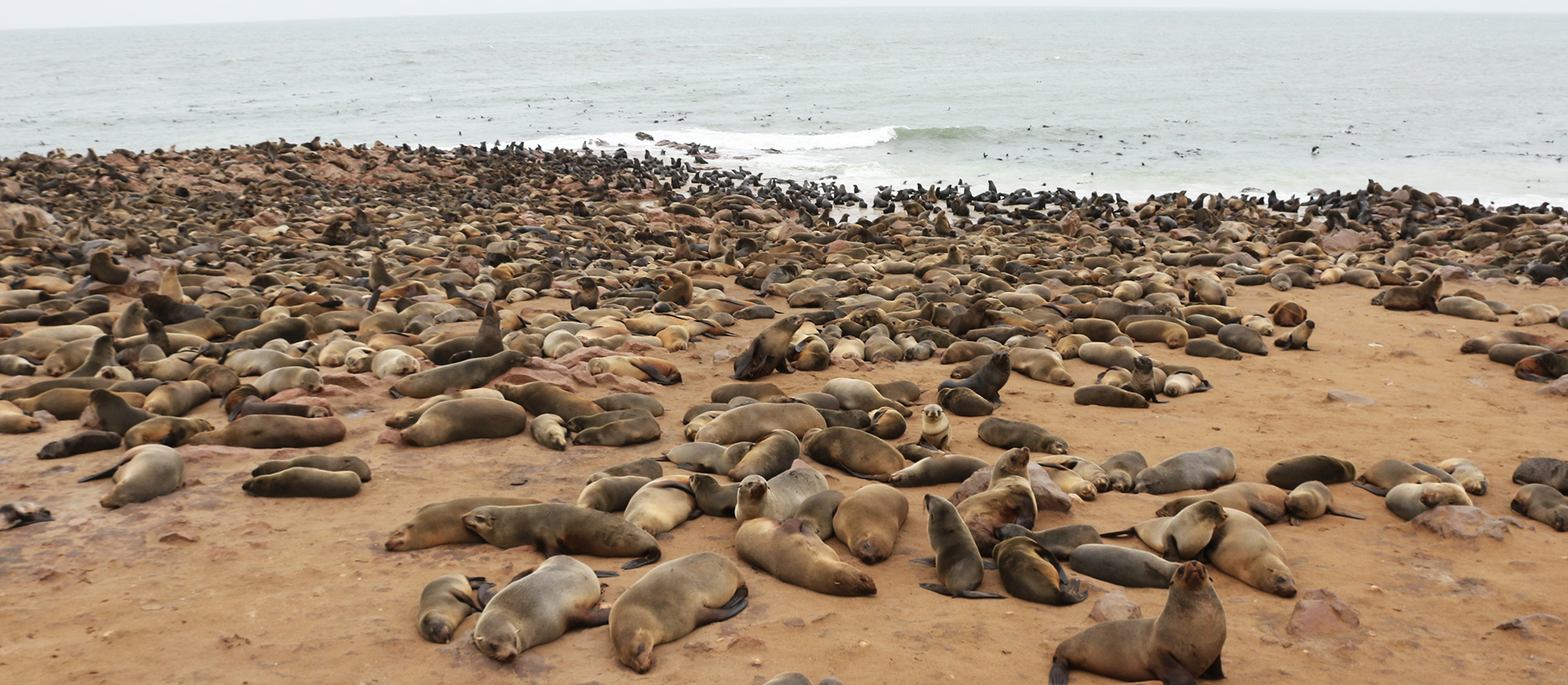 cape cross romina facchi exploringafrica safariadv namibia