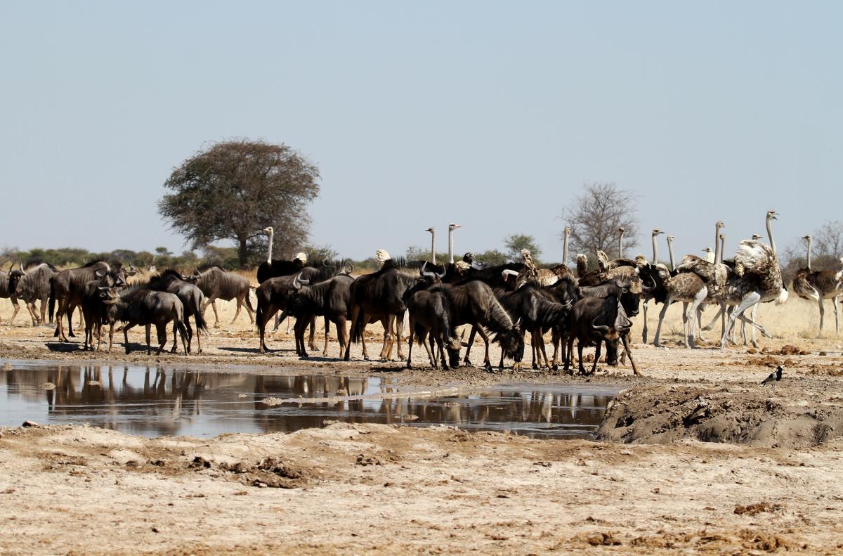 botswana nxai pan safariadv exploringafrica romina facchi travel