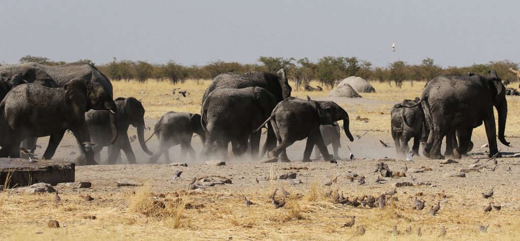 namibia etosha safariadv exploringafrica romina facchi elephant