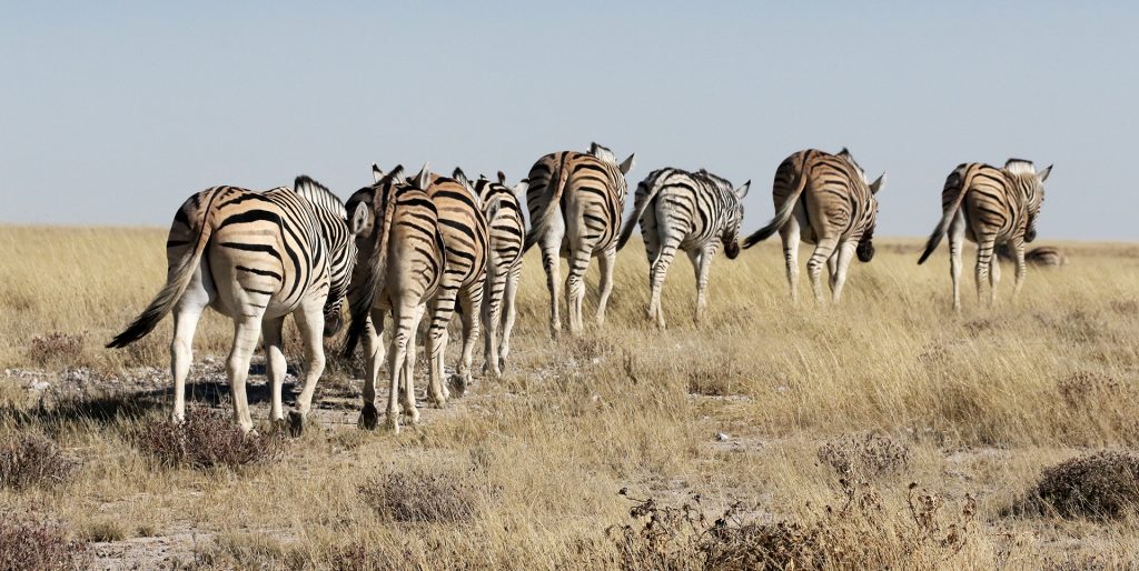 namibia etosha safariadv exploringafrica rominafacchi zebras