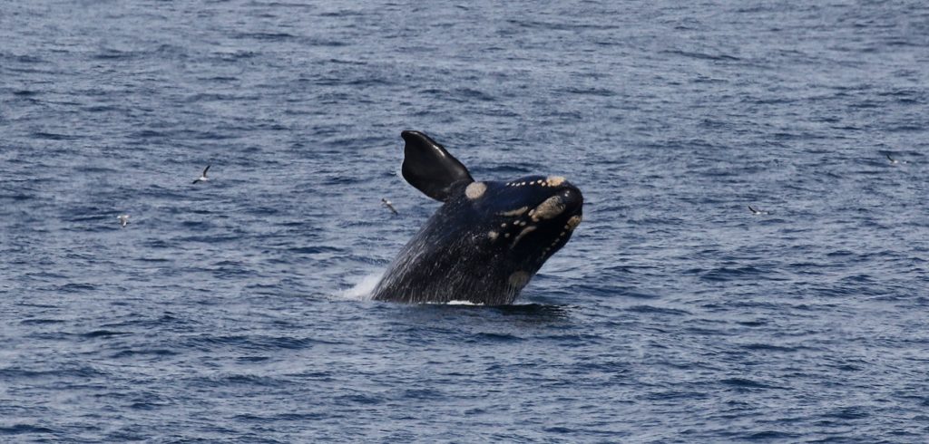 hermanus southafrica whale exploringafrica safariadv romina facchi