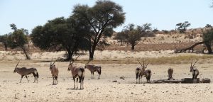 kgalagadi exploringafrica safariadv romina facchi namibia travel safari