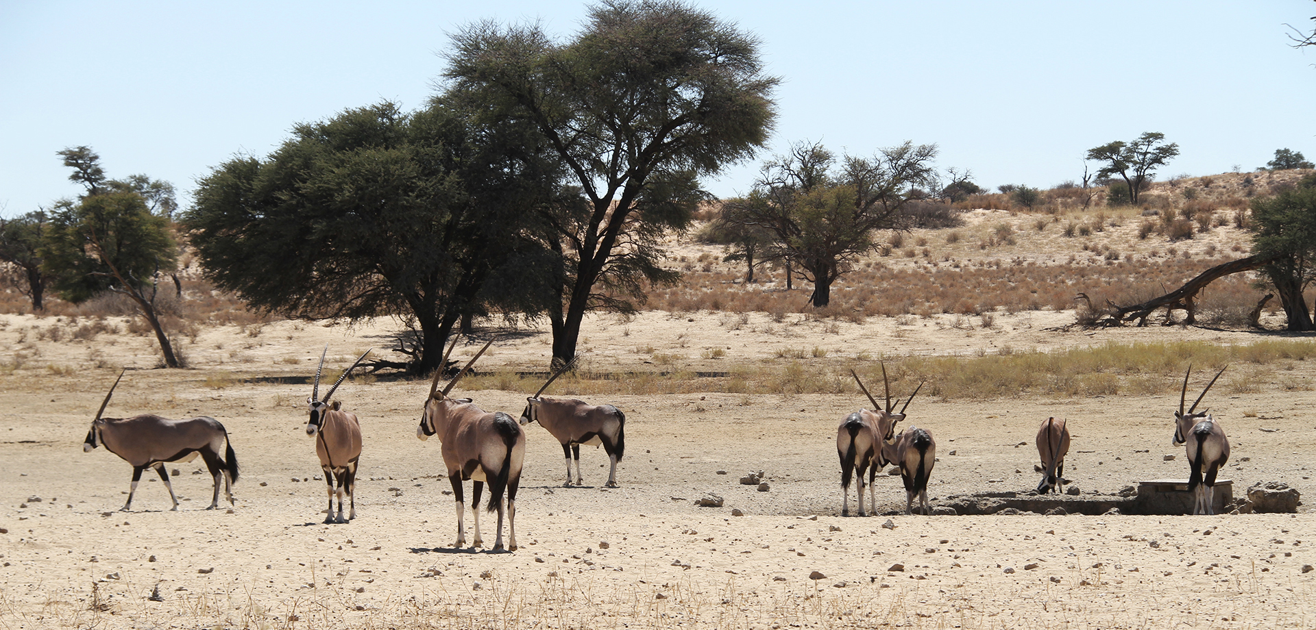 kgalagadi exploringafrica safariadv romina facchi namibia travel safari