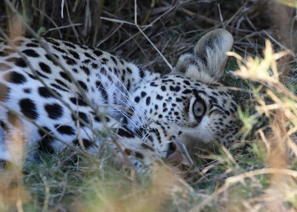 exploingafrica safariadv botswana moremi romina facchi safari travel