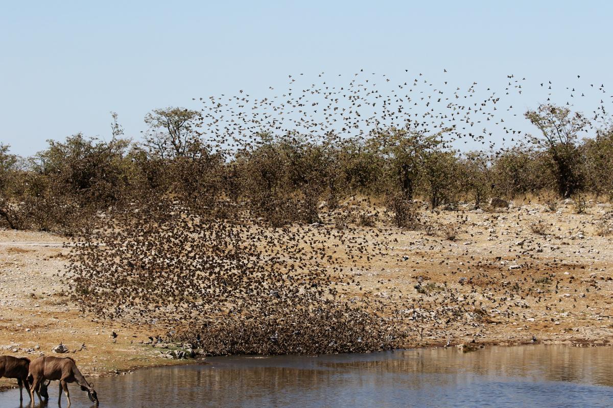 exloringafrica safariadv rominafacchi travel etosha namibia