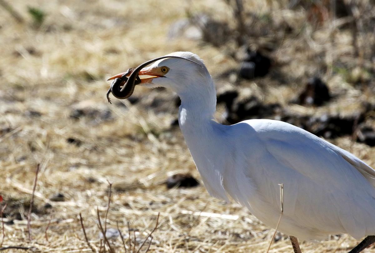 exloringafrica safariadv rominafacchi travel etosha namibia