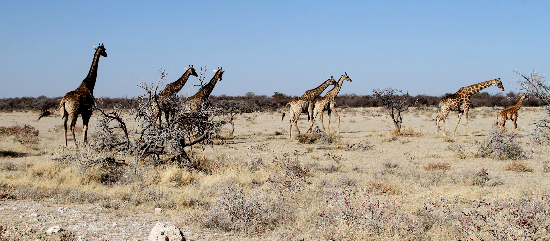 namibia exploringafrica safariafv safari romina facchi etosha travel safari