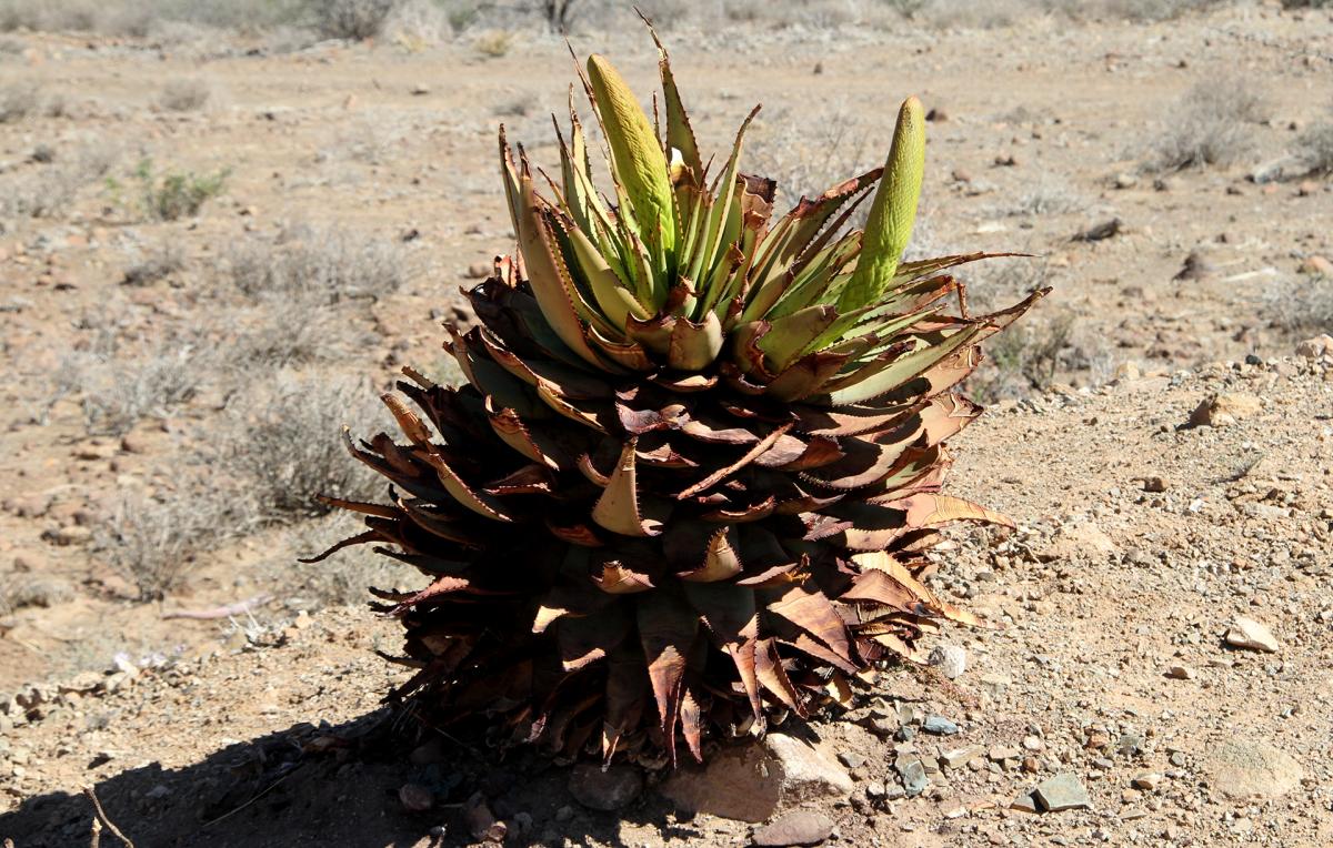 exploringafrica safariadv romina facchi southafrica travel karoo