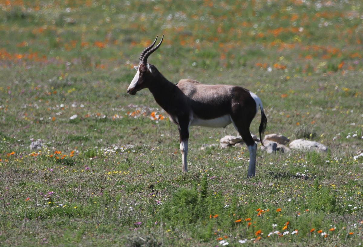 exploringafrica safariadv romina facchi south africa west cape