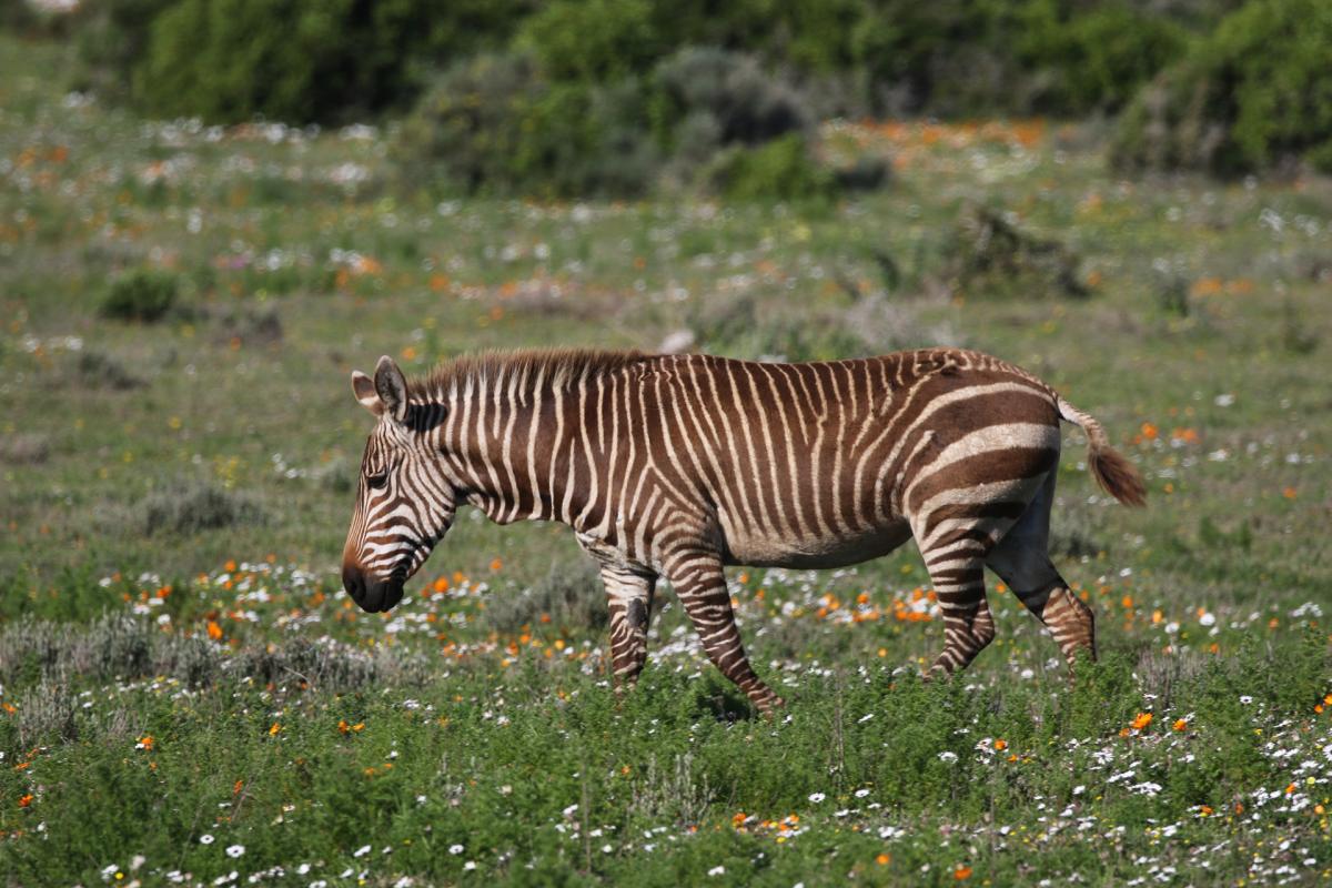 exploringafrica safariadv romina facchi south africa west cape