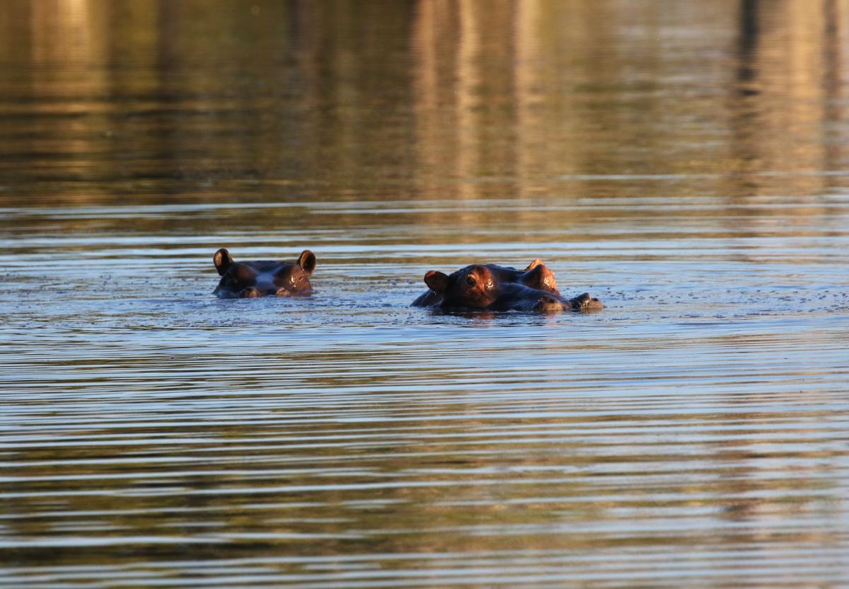 hippo exploringafrica safariadv romina facchi moremi botswana