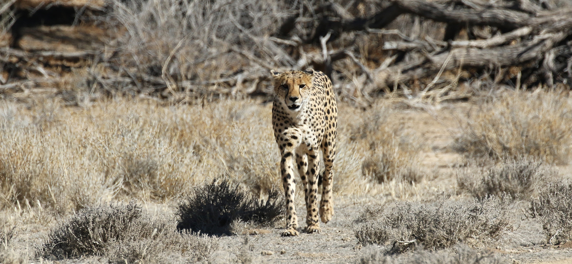 kgalagadi namibia exploringafrica safariadv romina facchi travel safari