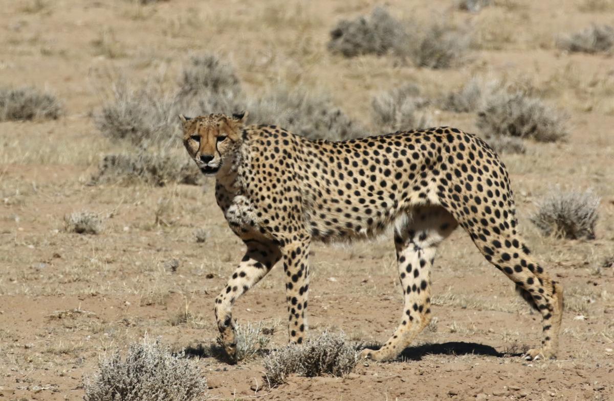 kgalagadi namibia exploringafrica safariadv romina facchi travel safari