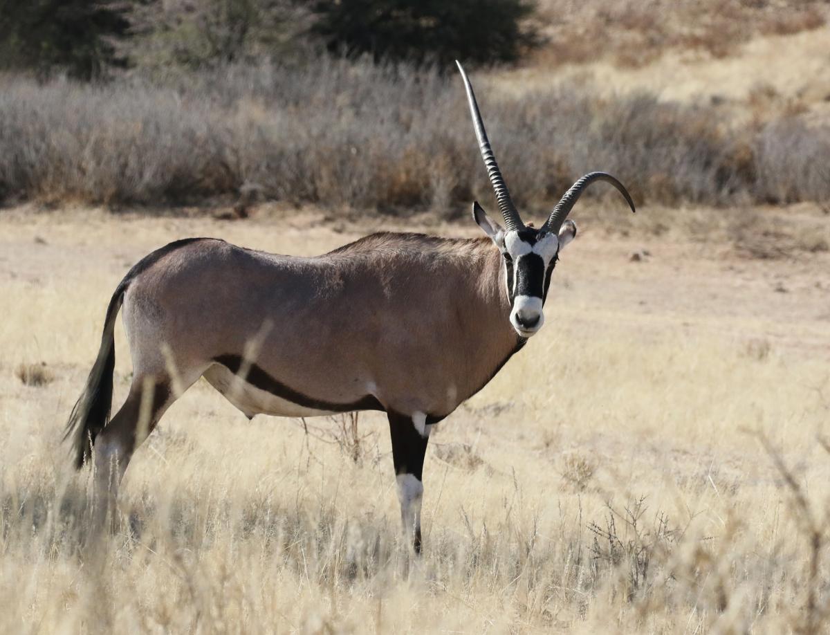 kgalagadi namibia exploringafrica safariadv romina facchi travel safari