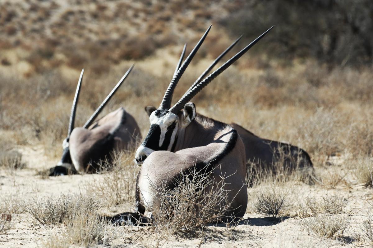 kgalagadi namibia exploringafrica safariadv romina facchi travel safari