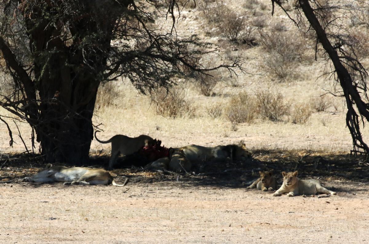 kgalagadi namibia exploringafrica safariadv romina facchi travel safari