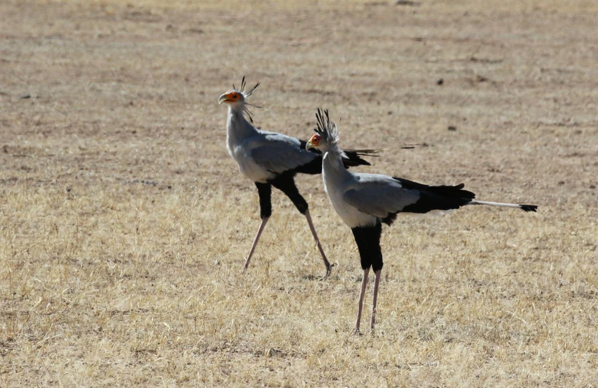 kgalagadi namibia exploringafrica safariadv romina facchi travel safari