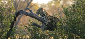 moremi botswana exploringafrica safariadv romina facchi safari gamedrive travel