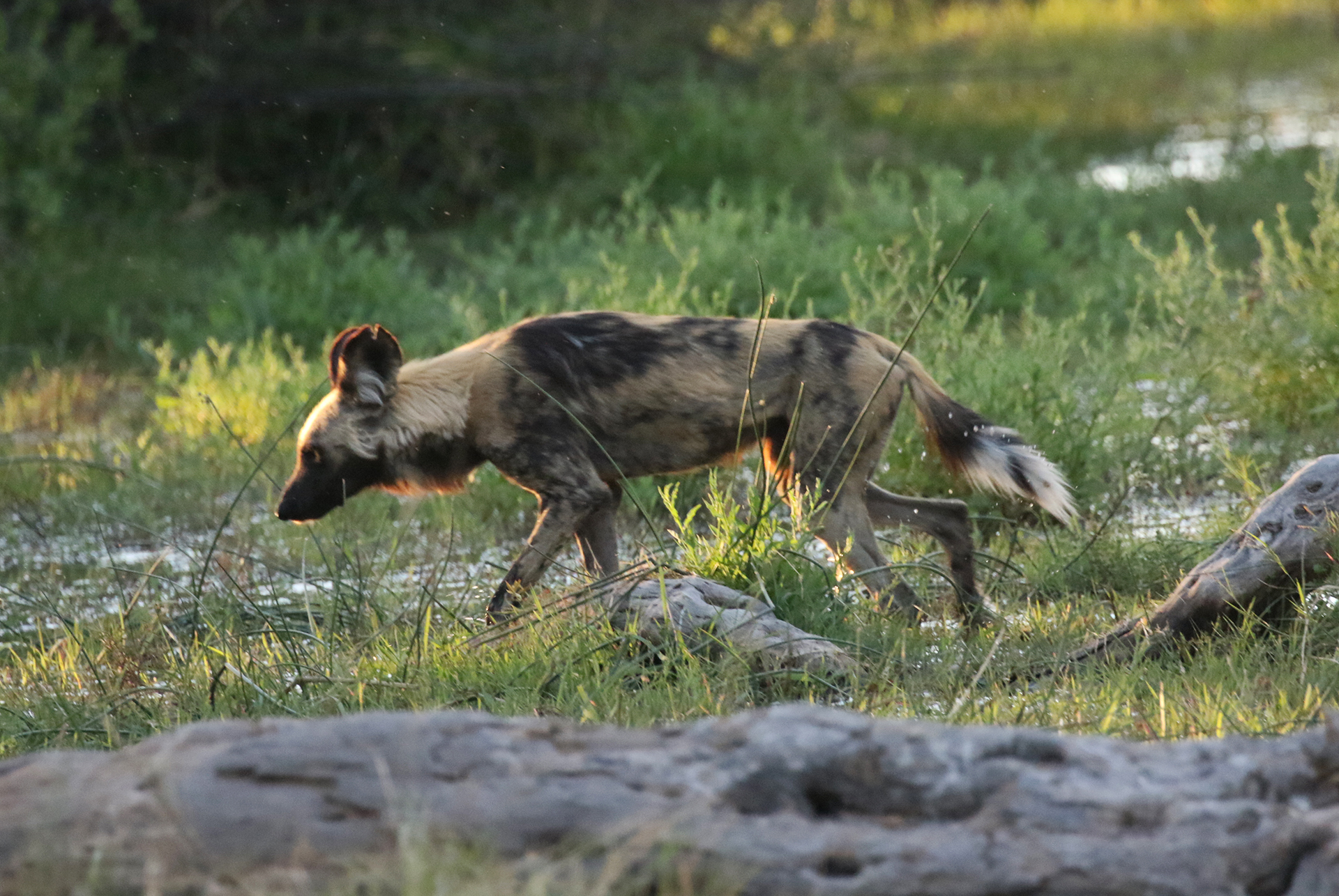 exploingafrica safariadv botswana moremi romina facchi safari travel