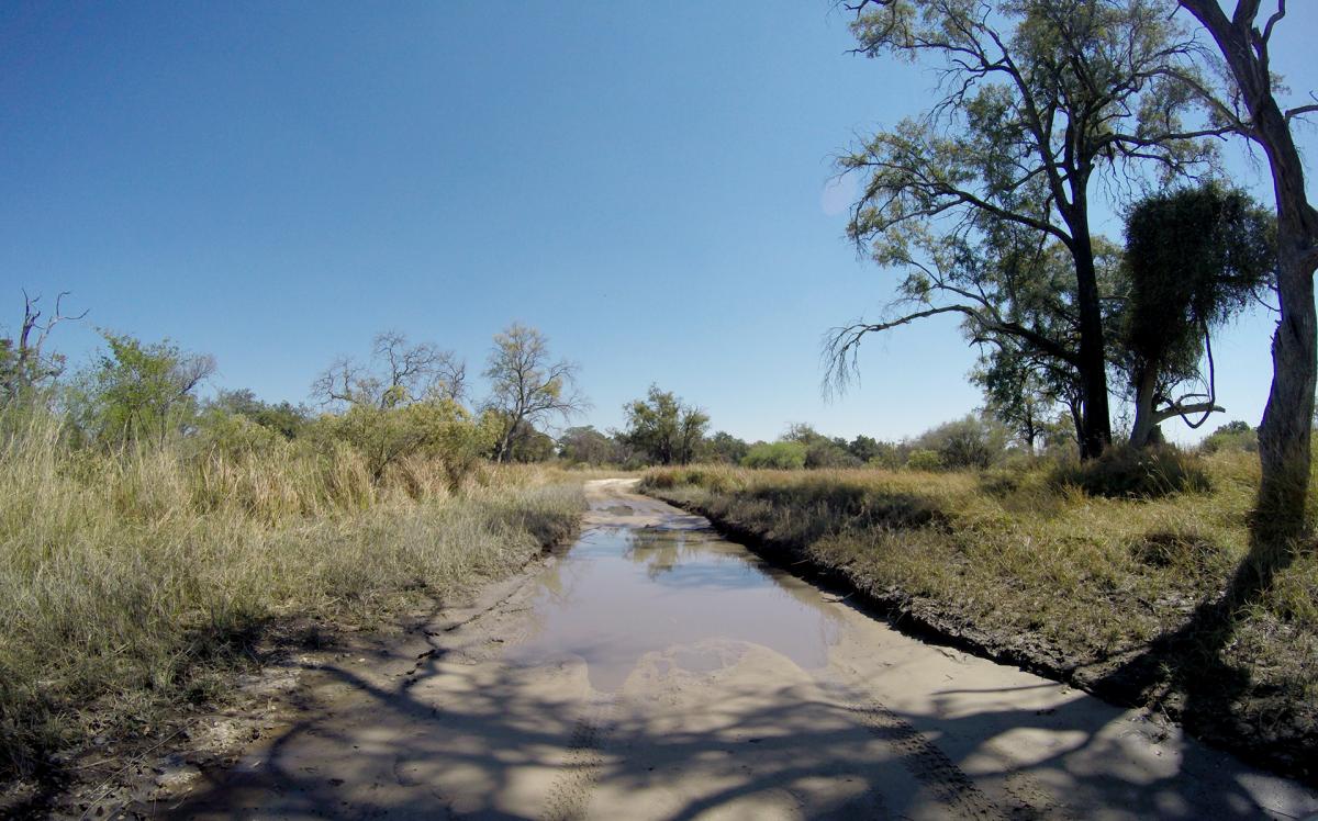 moremi botswana exploringafrica safariadv romina facchi elephant safari gamedrive travel