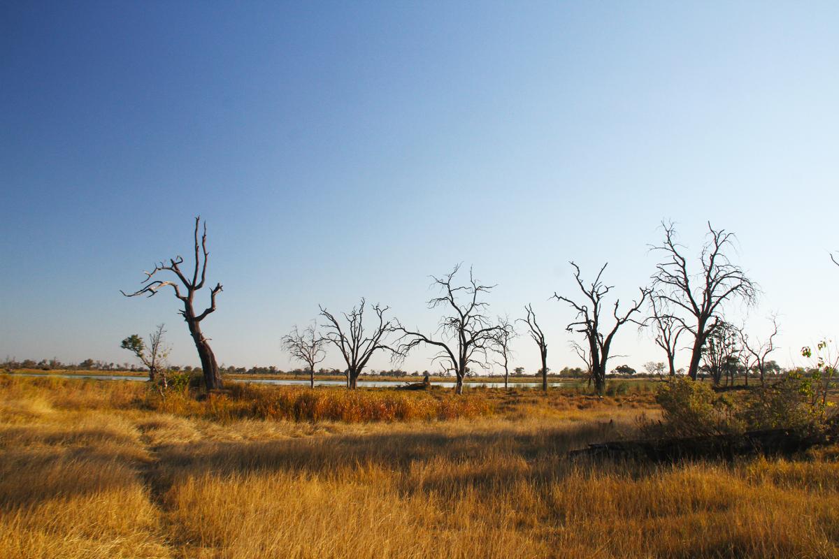 moremi exploringafrica safariadv romina facchi botswana safari
