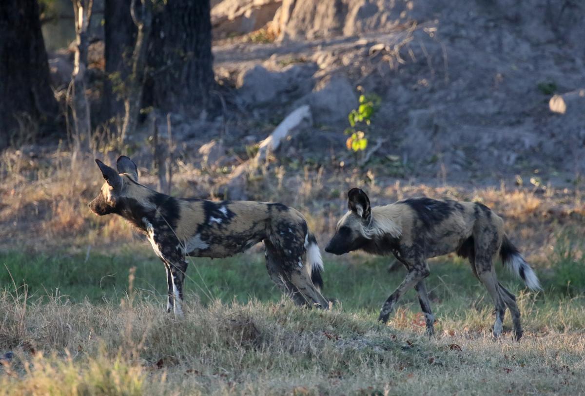 moremi wild dog exploringafrica safariadv romina facchi botswana safari