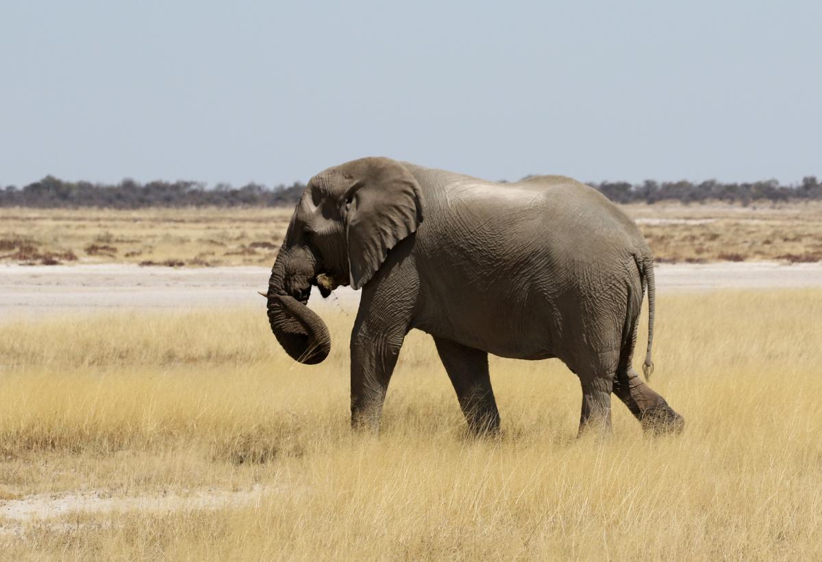 namibia exploringafrica safariadv rominafacchi etosha travel safari