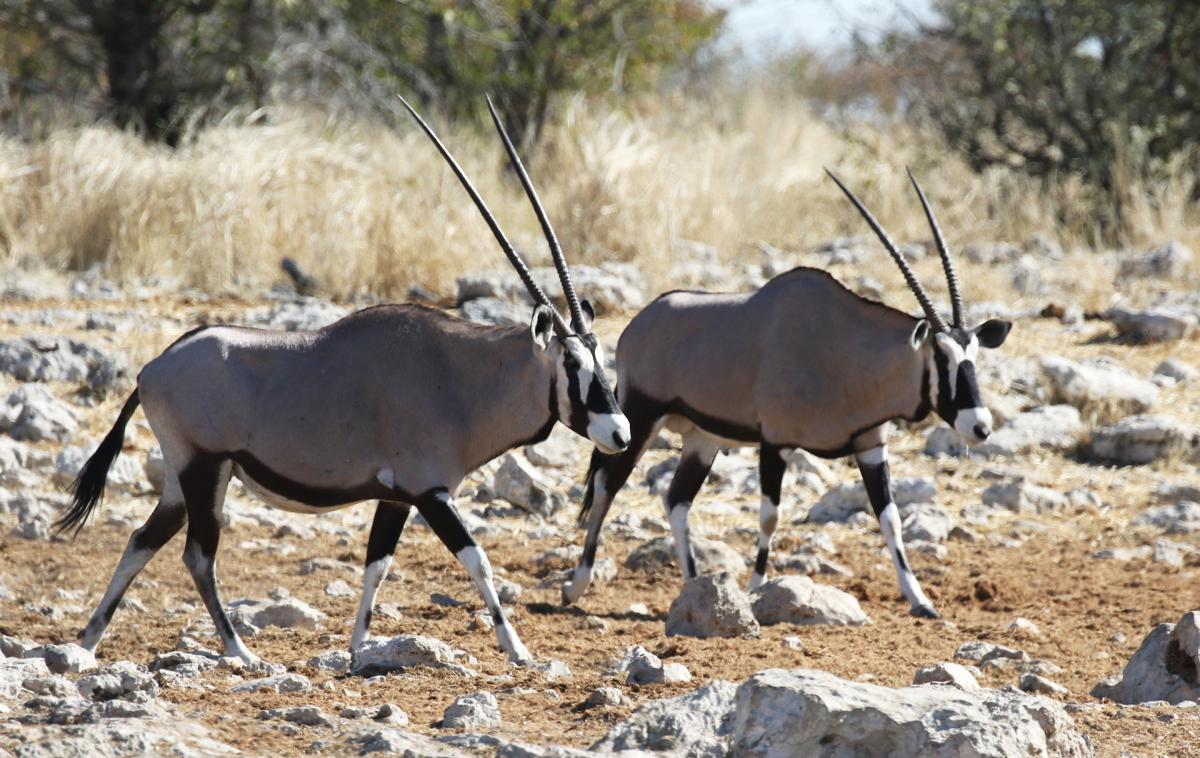 namibia exploringafrica safariadv rominafacchi etosha travel safari