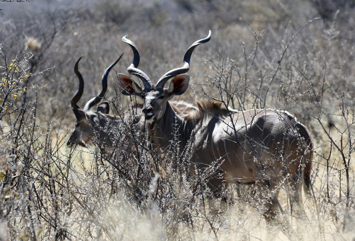 namibia exploringafrica safariadv rominafacchi etosha travel safari