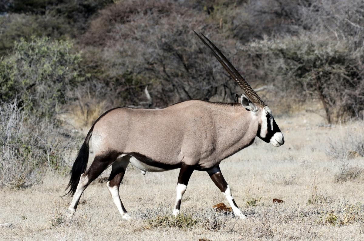 exploringafrica safariadv romina facchi namibia etosha travel safari