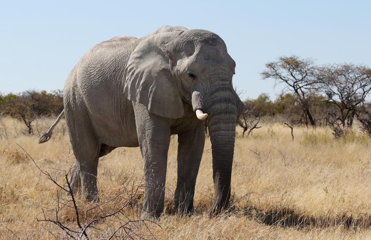 exploringafrica safariadv romina facchi namibia etosha travel safari