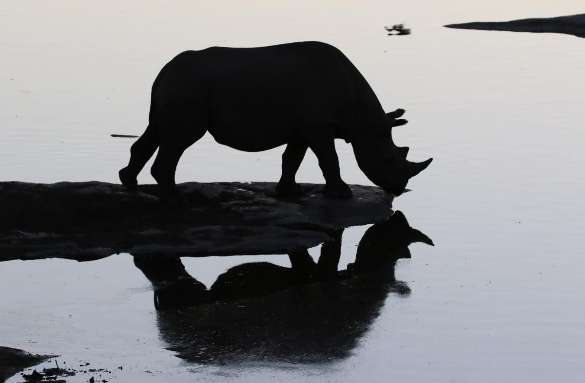 namibia exploringafrica safariafv safari romina facchi etosha