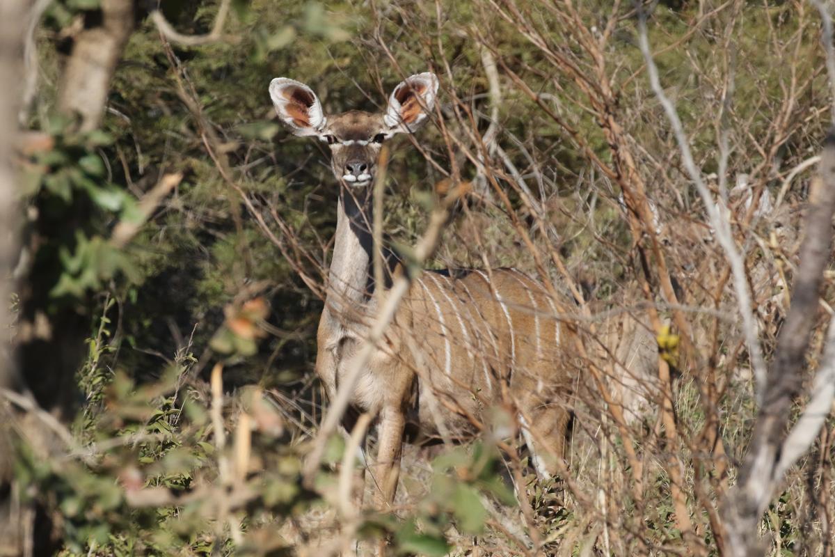 Namibia Mahango National Park kudu exploringafrica safariadv romina facchi
