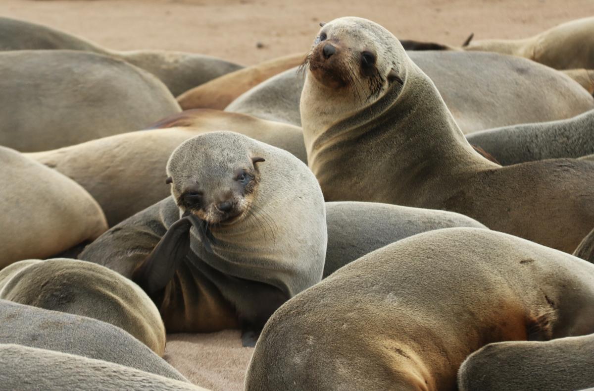 cape cross rominafacchi exploringafrica safariadv namibia