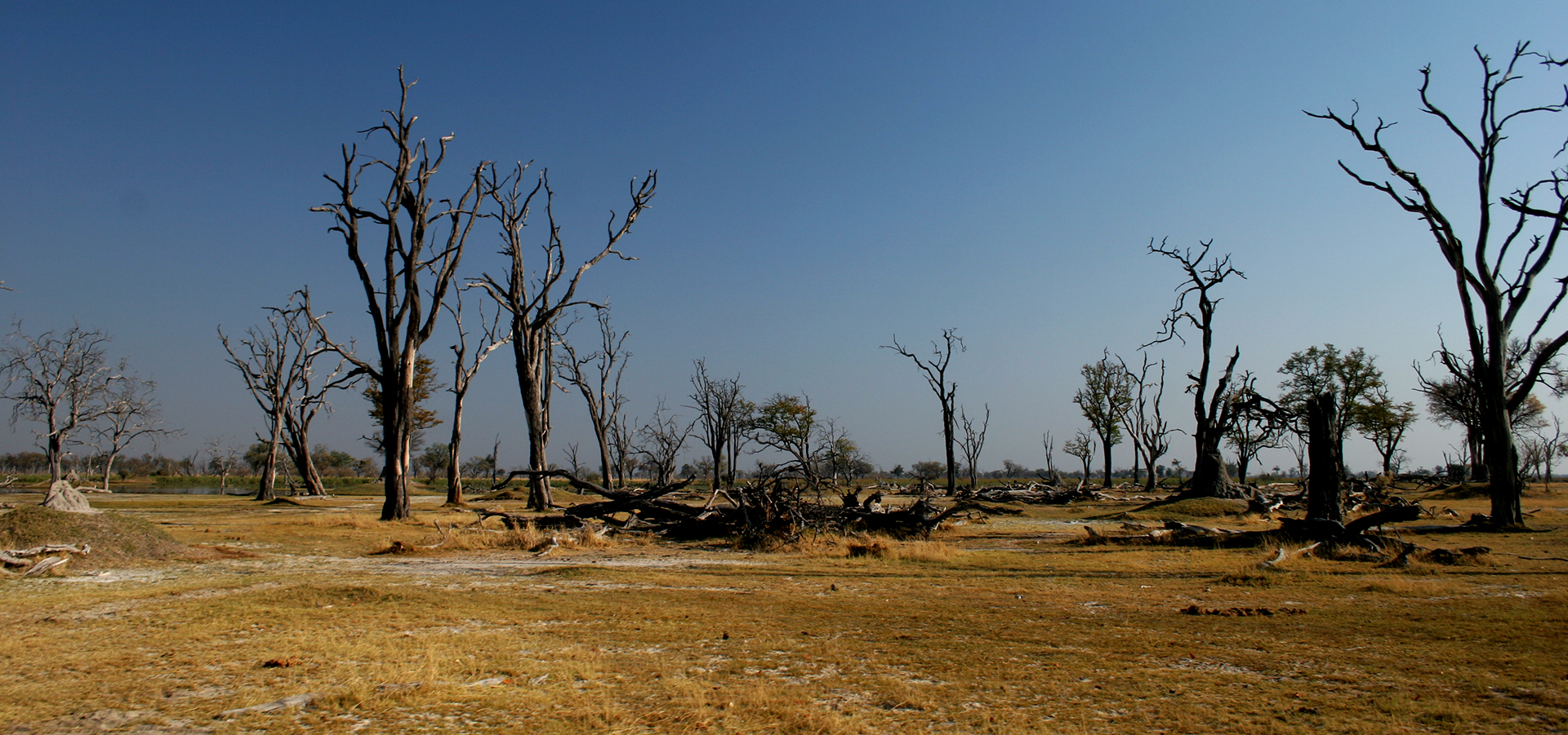 moremi botswana exploringafrica safariadv romina facchi safari gamedrive travel