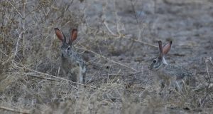 exploringafrica safariadv romina facchi botswana travel