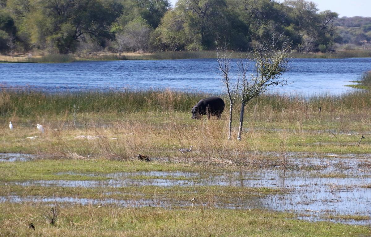 exploringafrica safariadv romina facchi botswana travel