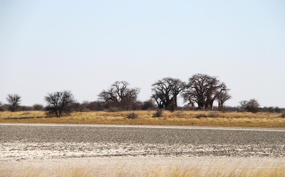 exploringafrica safariadv travel romina facchi botswana