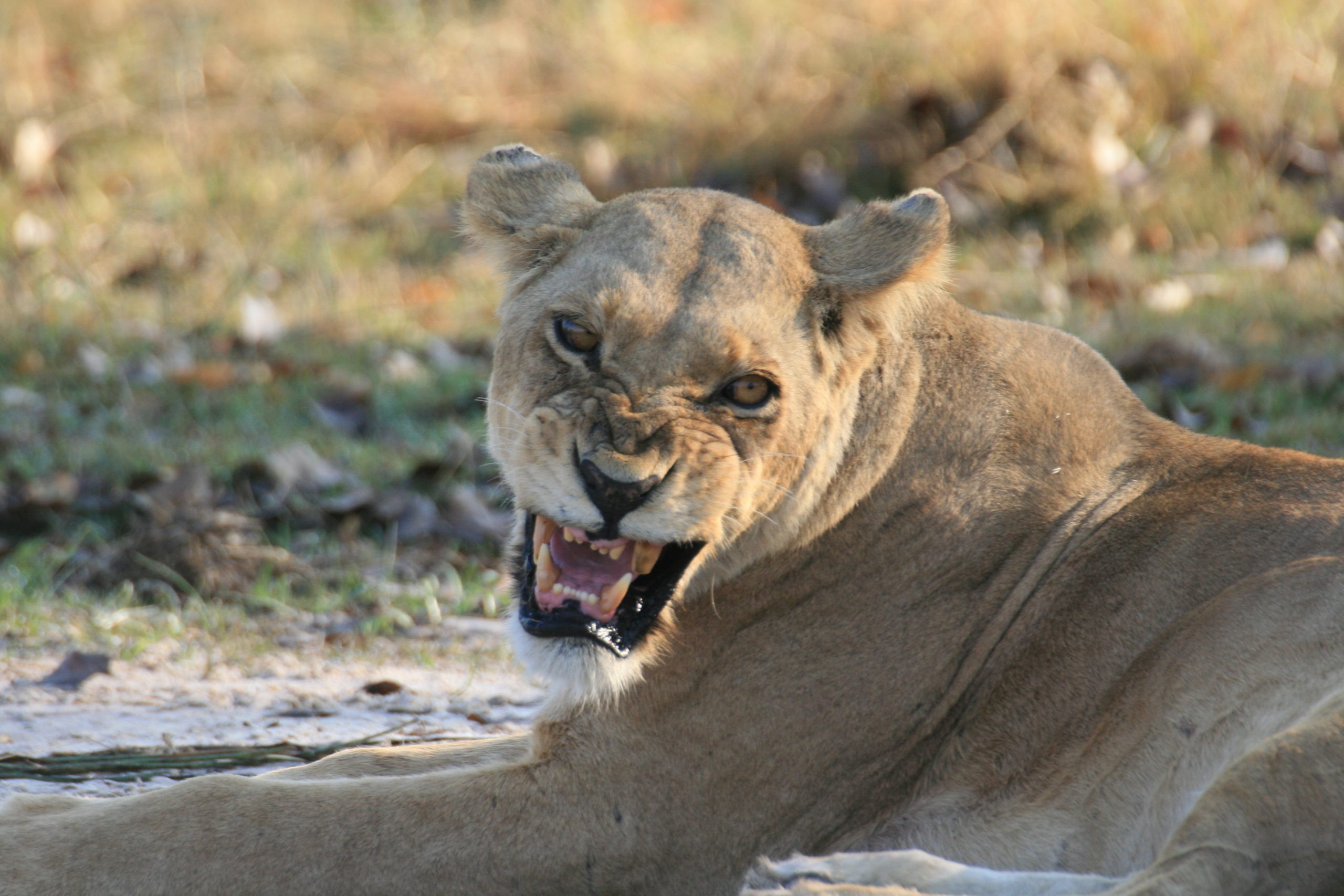 angry lion leonessa moremi game reserve delta okavango botswana