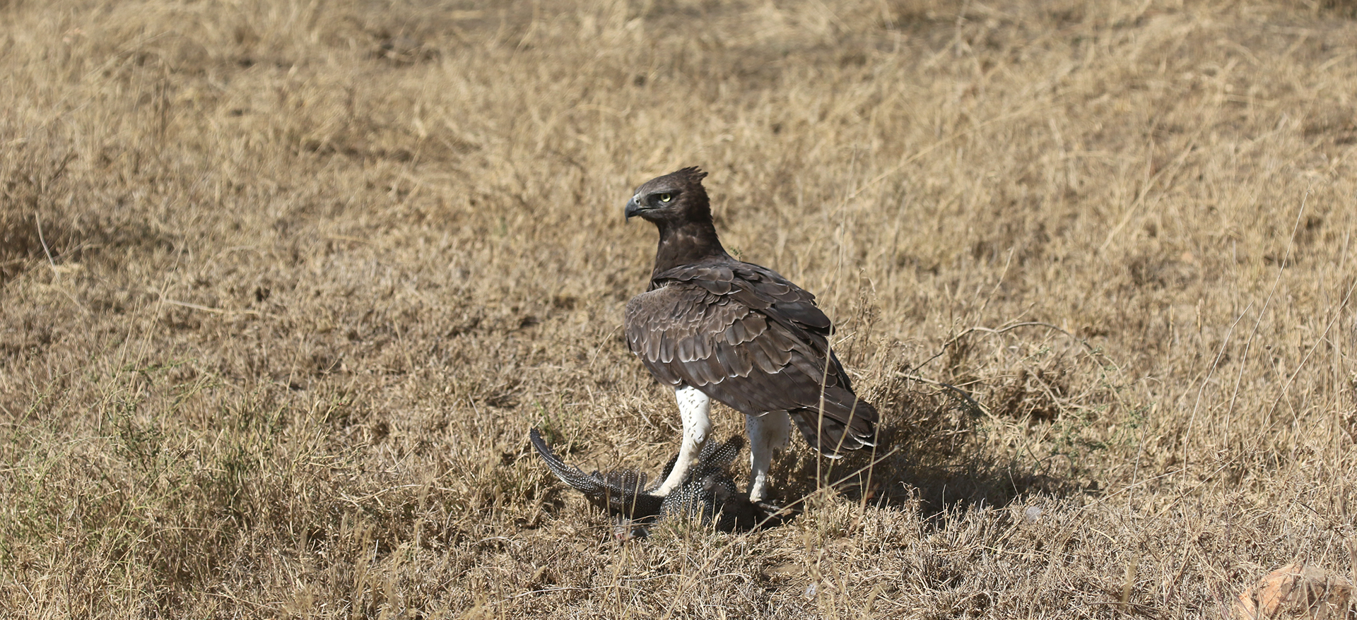 exploringafrica safariadv romina facchi botswana travel