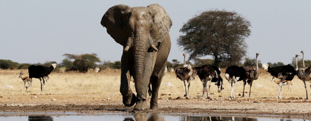 botswana safari sua pan africa safariadv exploringafrica romina facchi