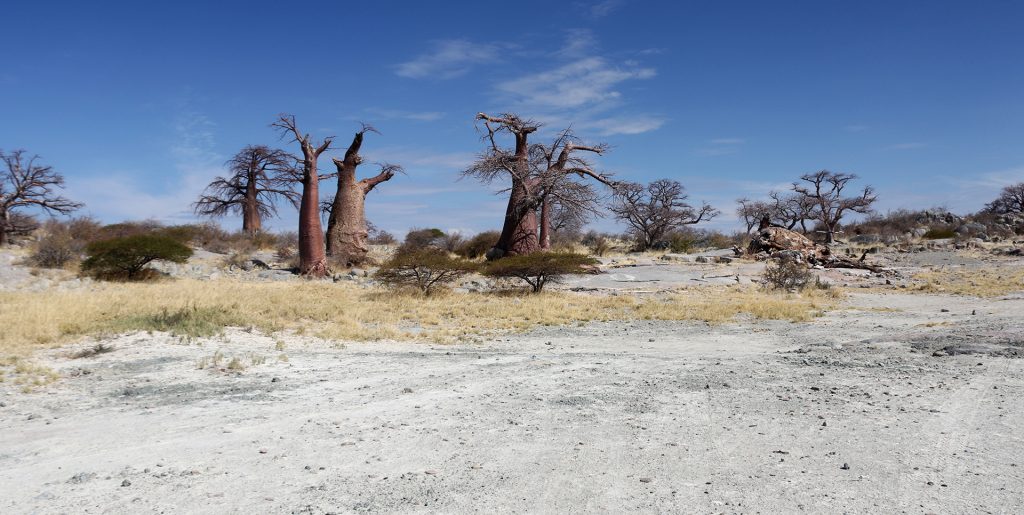 botswana safari sua pan kubu island africa safariadv exploringafrica romina facchi