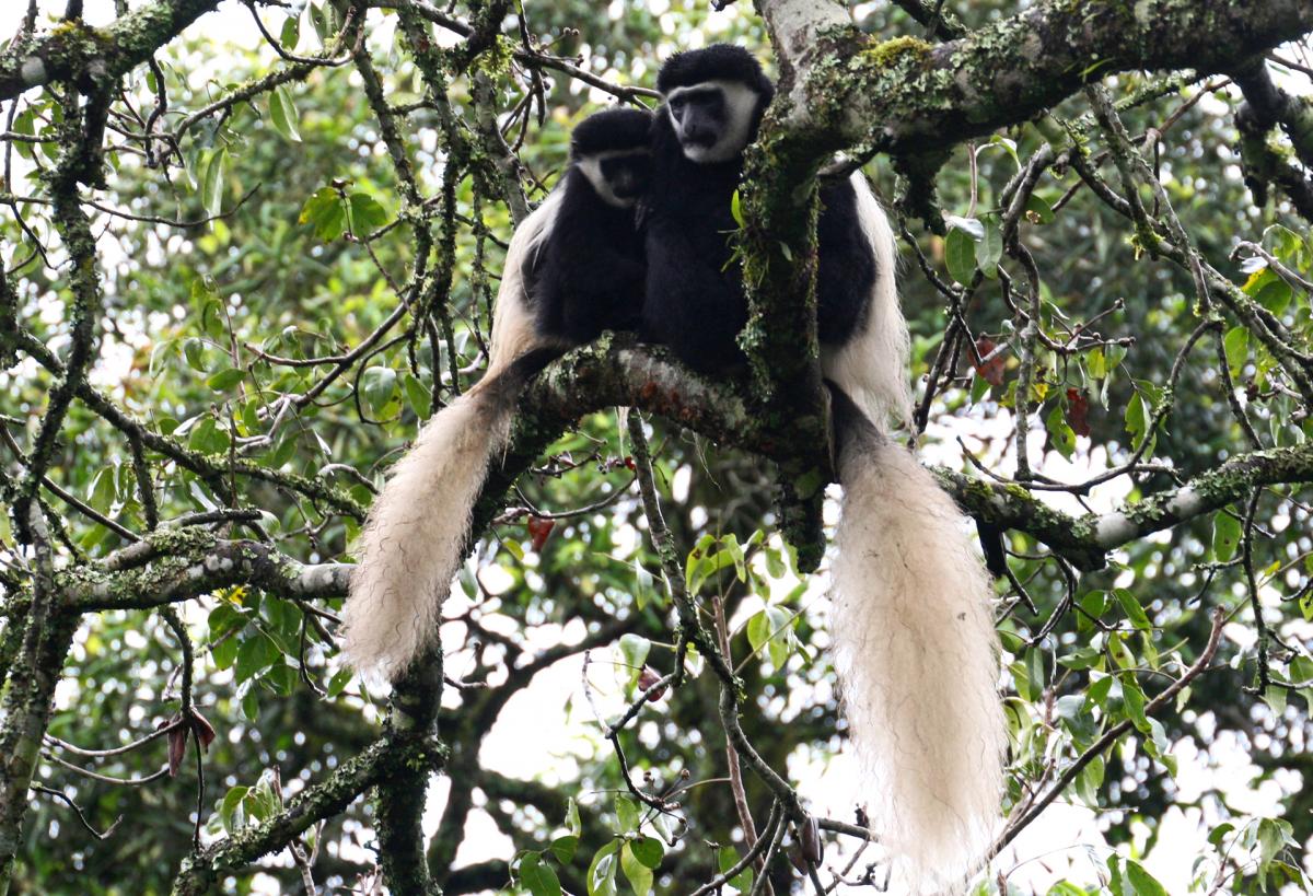 tanzania Arusha national park exploringafrica safariadv colobus