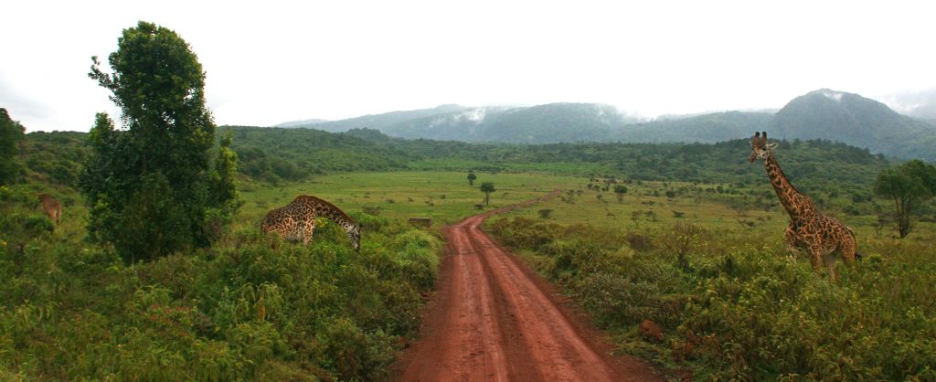 tanzania ngorongoro serengeti tarangire manyara exploringafrica safariadv romina facchi travel safariania ngorongoro serengeti tarangire manyara exploringafrica safariadv romina facchi travel safari