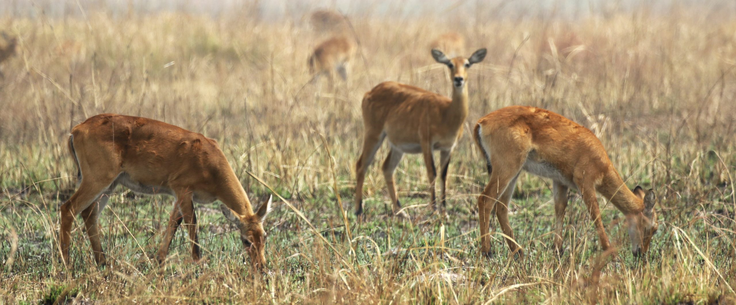 togo exploringafrica safariadv romina facchi travel kob