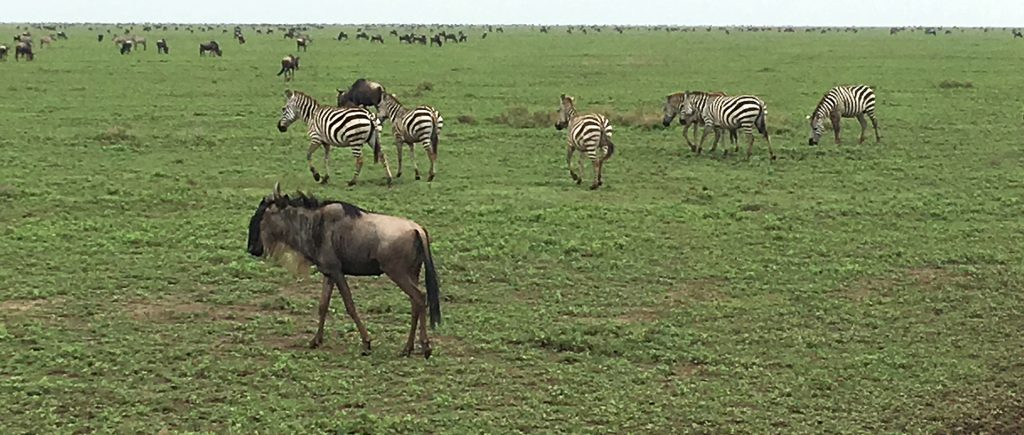 tanzania ngorongoro serengeti tarangire manyara exploringafrica safariadv romina facchi travel safari