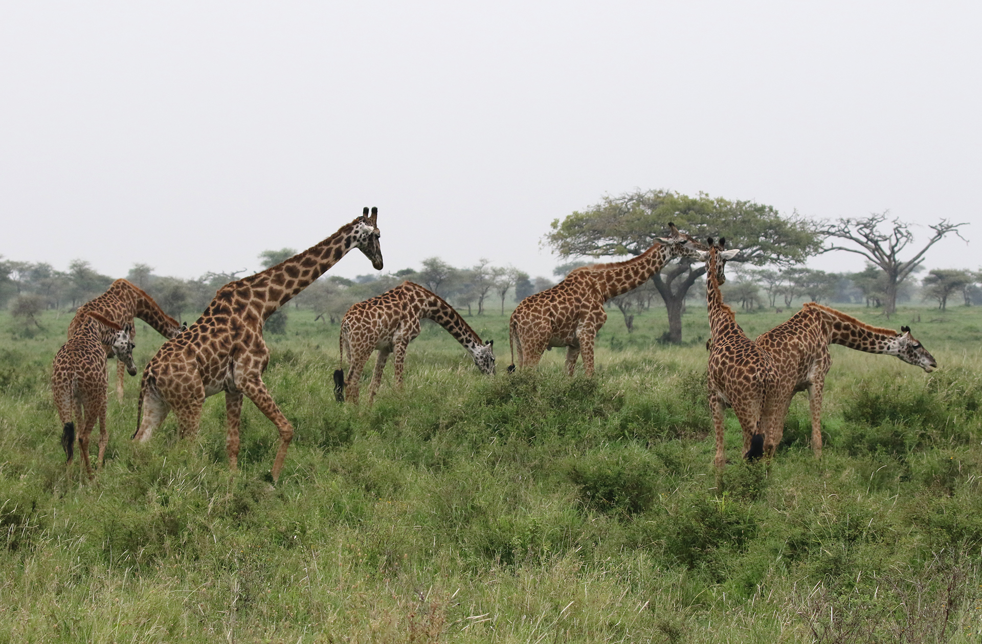 tanzania ngorongoro serengeti tarangire manyara exploringafrica safariadv romina facchi travel safari