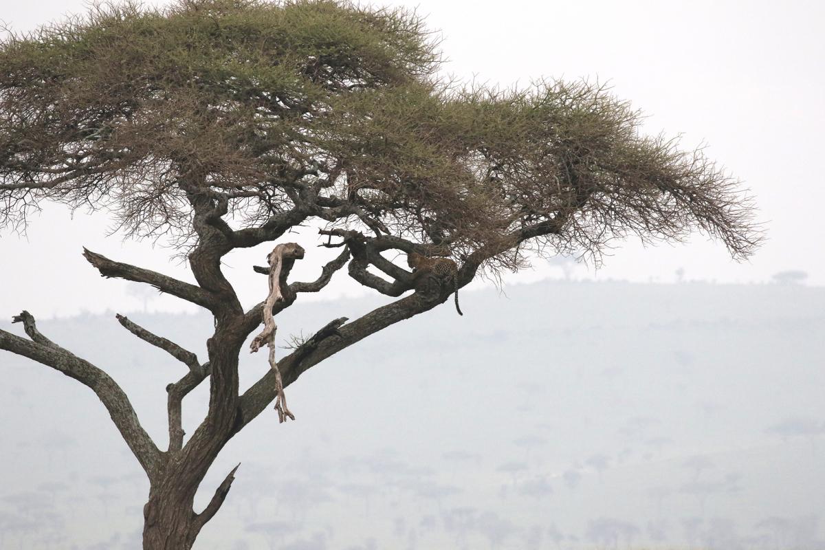 tanzania ngorongoro serengeti tarangire manyara exploringafrica safariadv romina facchi travel safari