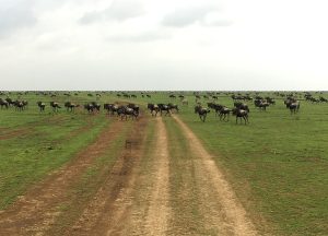 tanzania ngorongoro serengeti tarangire manyara exploringafrica safariadv romina facchi travel safari