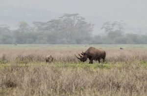 tanzania ngorongoro serengeti tarangire manyara exploringafrica safariadv romina facchi travel safari